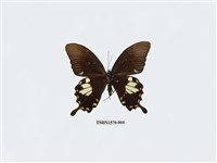 藏品(大白紋鳳蝶)的圖片